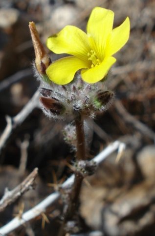 Oxalis campylorrhiza beginning to flower