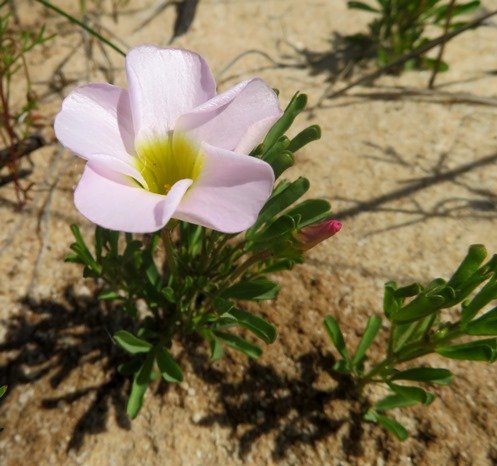 Oxalis ciliaris var. ciliaris