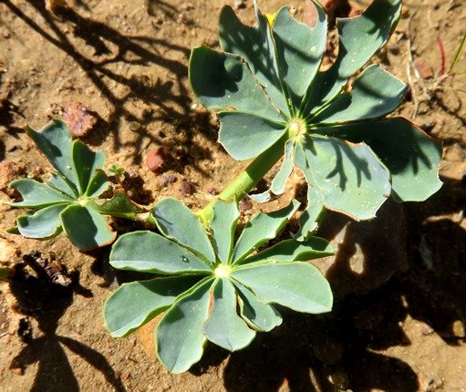 Oxalis flava var. fabifolia