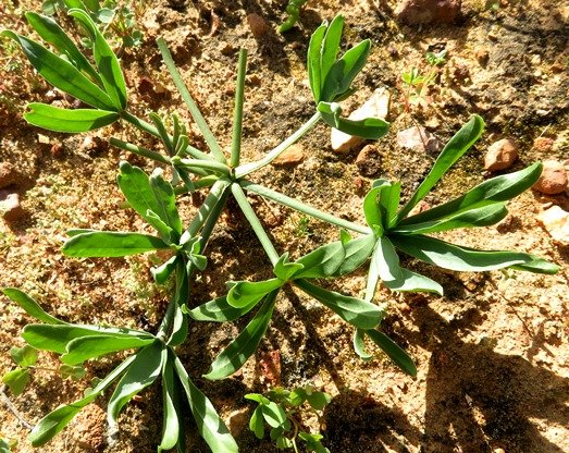Oxalis flava var. flava leaf tuft