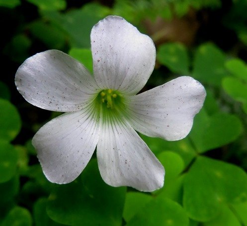 Oxalis incarnata flower