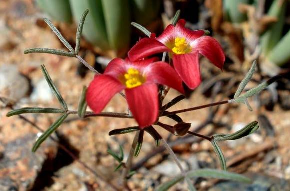 Oxalis