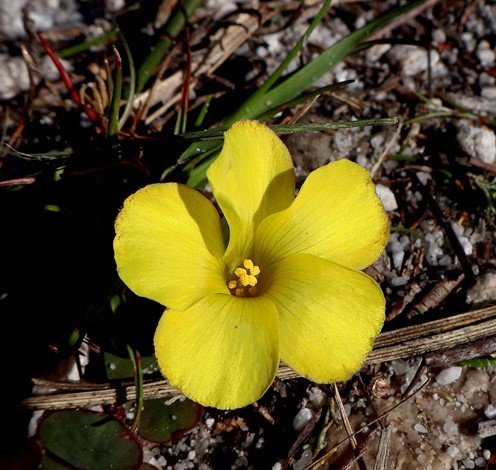 Oxalis luteola