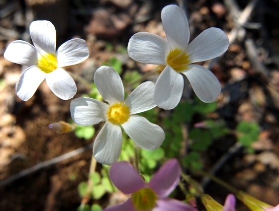 Oxalis punctata
