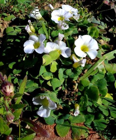 Oxalis purpurea