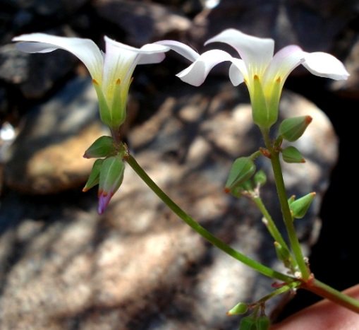 Oxalis rubricallosa