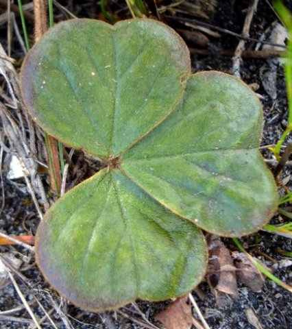Oxalis truncatula leaflets