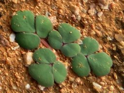 Oxalis ambigua leaves