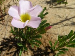 Oxalis ciliaris var. ciliaris