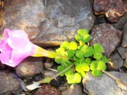 Oxalis convexula