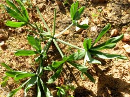 Oxalis flava var. flava leaf tuft