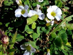 Oxalis purpurea
