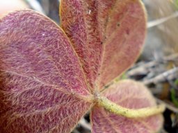 Oxalis truncatula lower surface of leaf