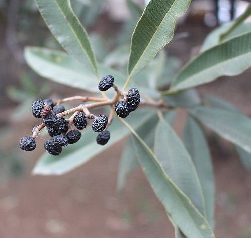 Ozoroa engleri fruit