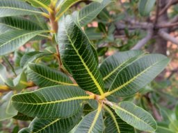 Ozoroa dispar stem-tips