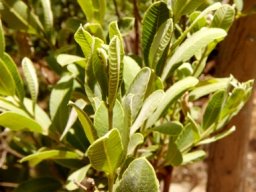 Ozoroa paniculosa leaves