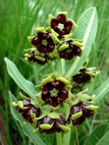 Pachycarpus galpinii inflorescence