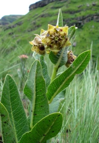 Pachycarpus plicatus