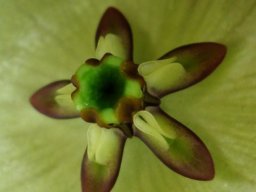 Pachycarpus campanulatus var. sutherlandii showing inner flower parts
