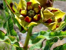Pachycarpus concolor subsp. transvaalensis