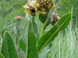 Pachycarpus plicatus