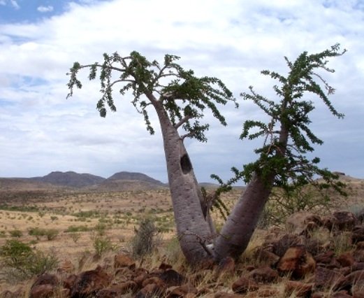 Pachypodium lealii