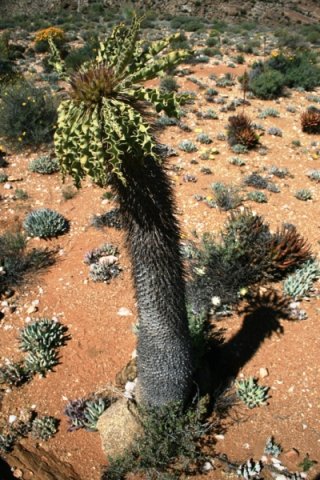 Pachypodium namaquanum