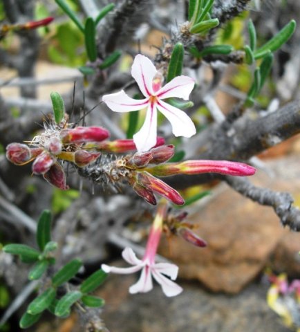 Pachypodium succulentum