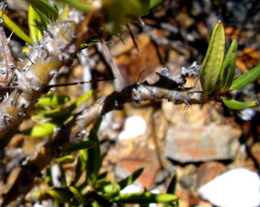 Pachypodium