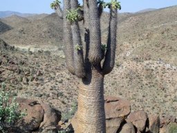 Pachypodium namaquanum more branches than usual