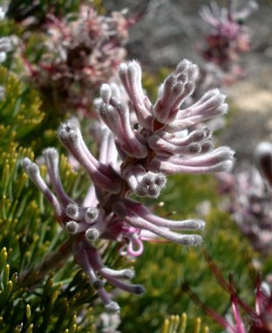 Paranomus bracteolaris buds