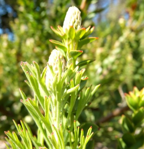 Paranomus reflexus leaf contrast