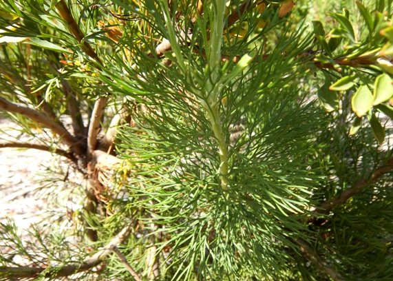 Paranomus reflexus lower leaves