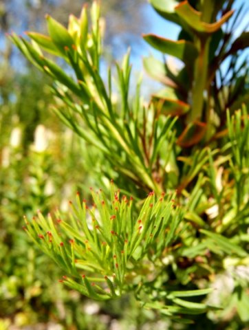 Paranomus reflexus red leaf tips