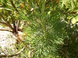 Paranomus reflexus lower leaves