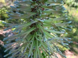 Paranomus reflexus elongated buds