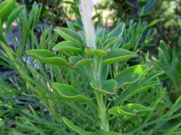Paranomus reflexus intermediate leaf form