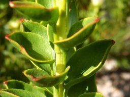 Paranomus reflexus upper leaves