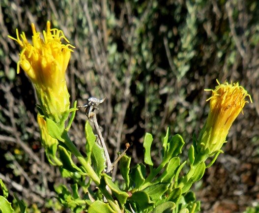 Pegolettia