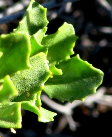 Pegolettia baccaridifolia leaves