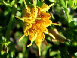 Pegolettia baccaridifolia long style-branches