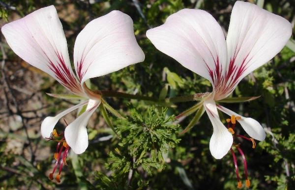 Pelargonium tetragonum