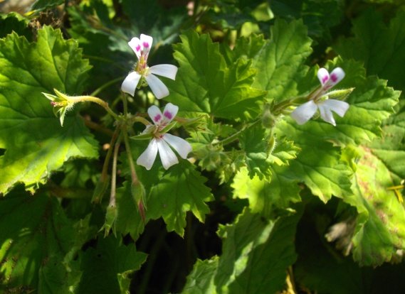 Pelargonium album