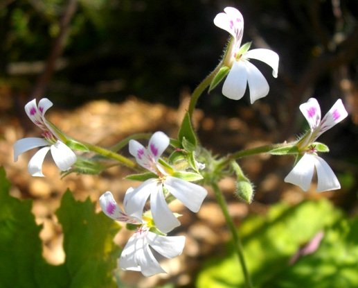 Pelargonium album flowers