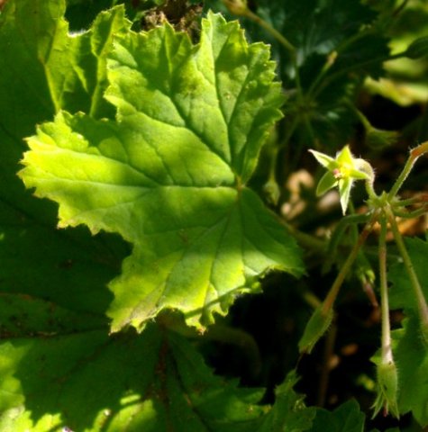 Pelargonium album leaves
