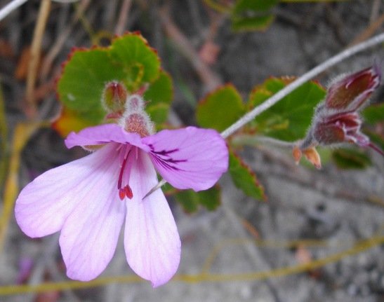 Pelargonium betulinum buds and flower