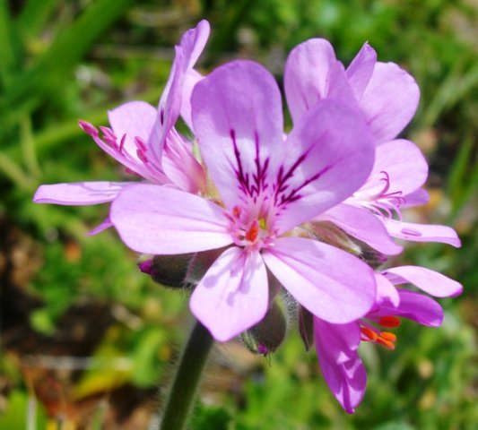 Pelargonium capitatum flowers