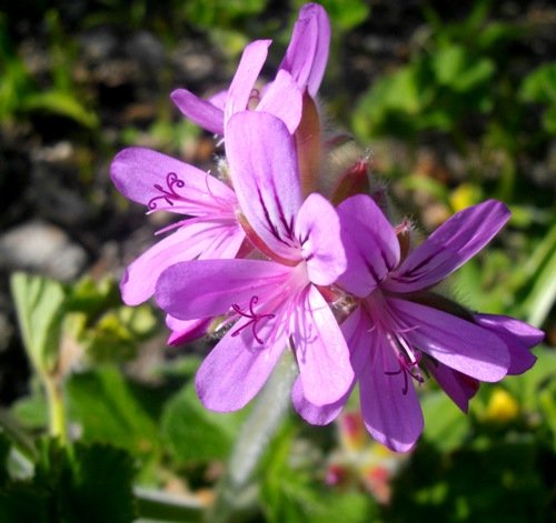 Pelargonium capitatum old flowers