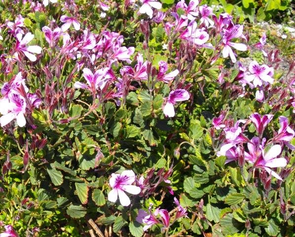 Pelargonium betulinum