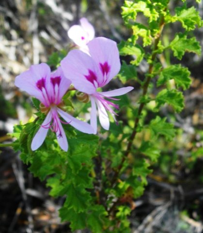 Pelargonium crispum at Greyton